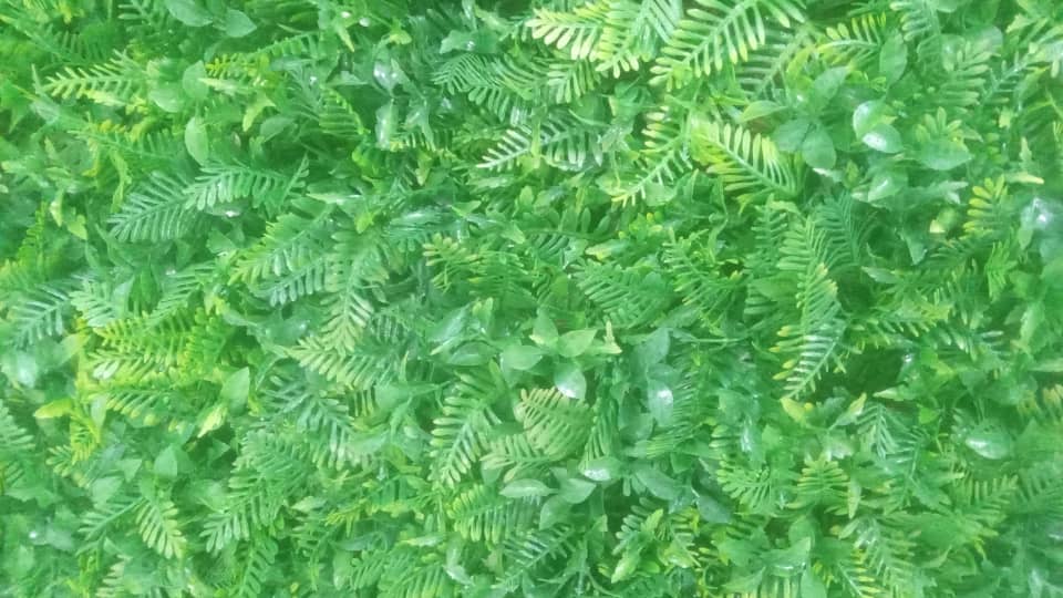 گرین وال استوایی