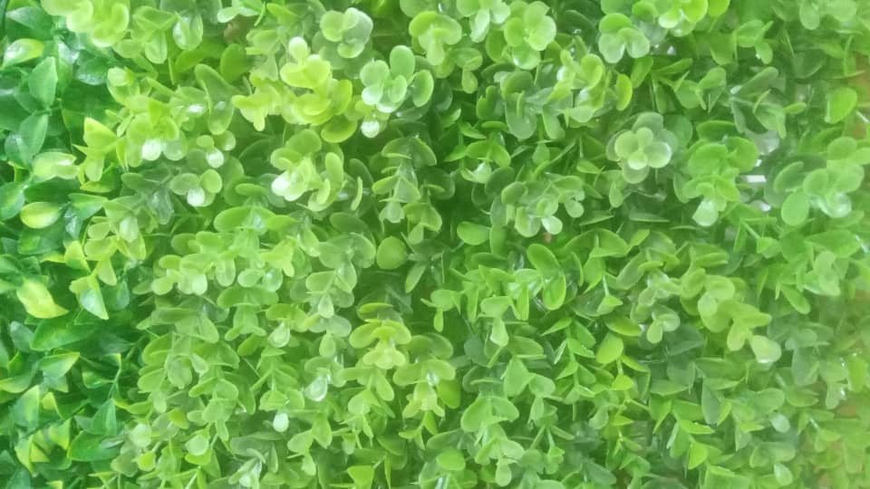 گرین وال شمشاد دو رنگ