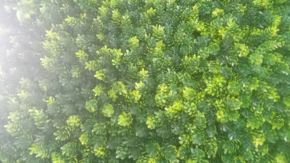 گرین وال کاج